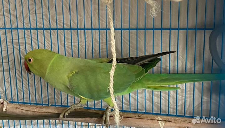 Ожереловый попугай