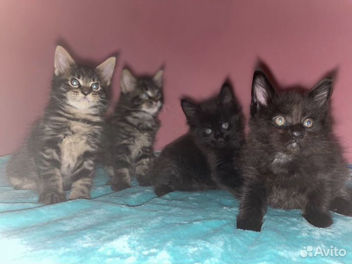 Котята мейн-кун