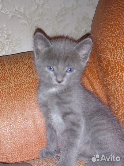 Отдам котят
