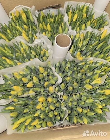 Тюльпаны к 8 марту