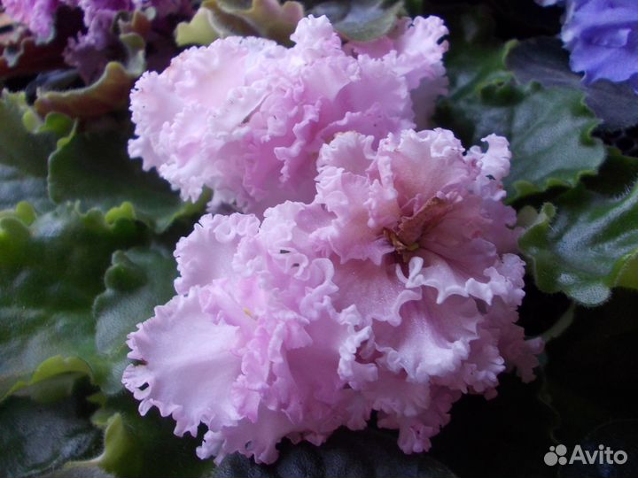 Молодые цветущие фиалочки