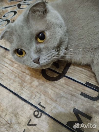 Британская кошка в дар
