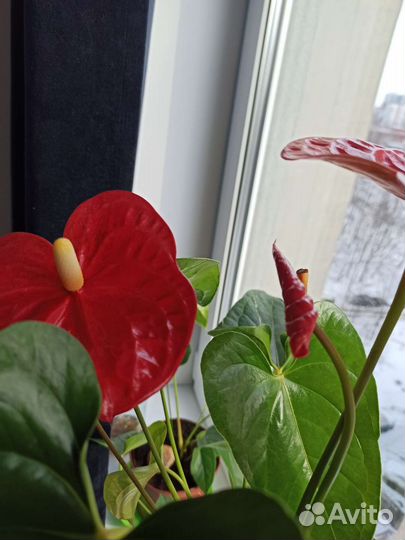Антуриум красный