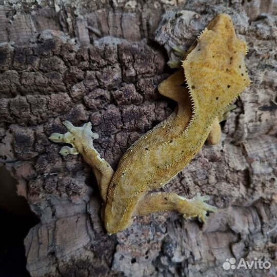 Геккон бананоед самки и самцы