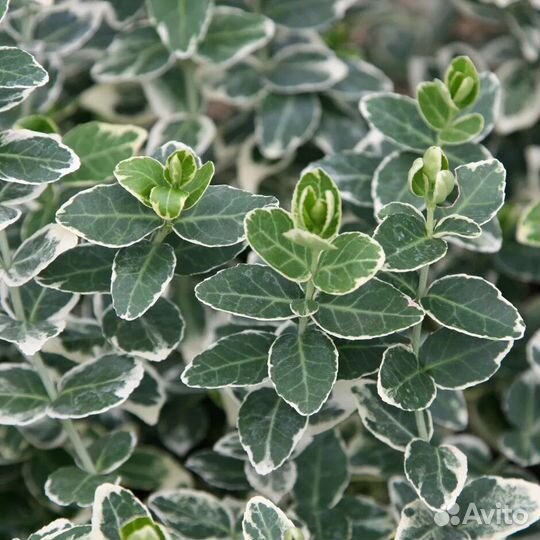 Бересклет форчуна