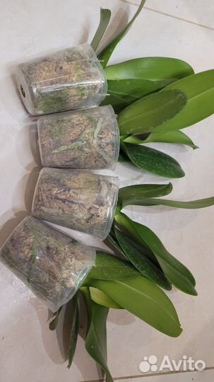 Орхидея фаленопсис