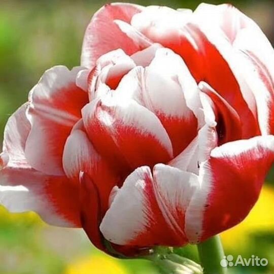 Луковица тюльпана Гербранд Кифт