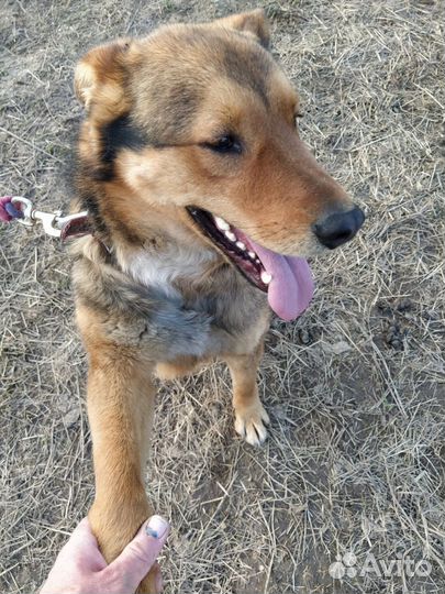 Собака в добрые руки отдам бесплатно