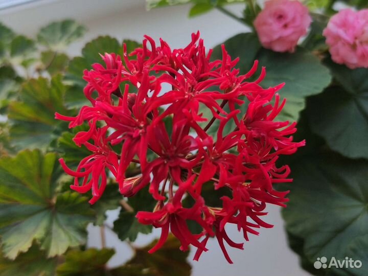 Пеларгония герань кактусовидная Чех