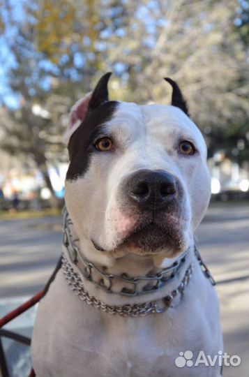 Вязка Стафф