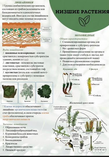 Репетитор по биологии, ОГЭ/ЕГЭ