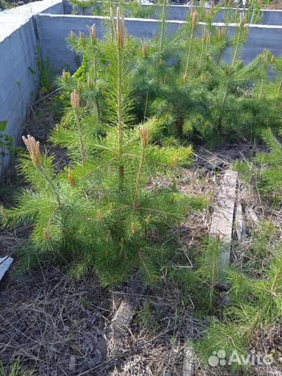Сосна саженцы