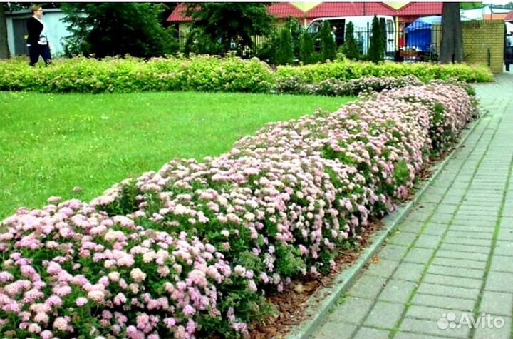 Спирея японская нана