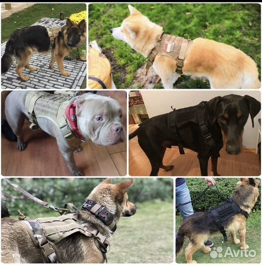 Одежда для собаки