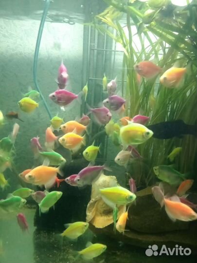 Золотые рыбки, телескопы