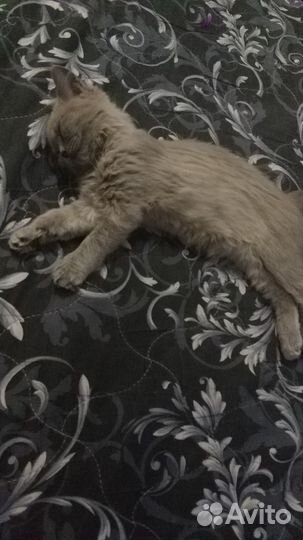 Кошка в дар