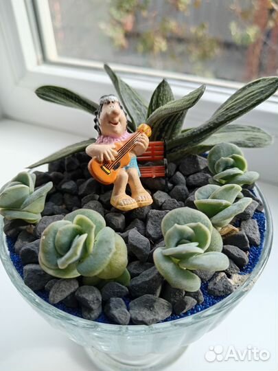 Растения для флорариум. Суккуленты