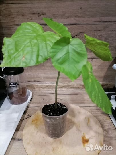 Фикус Умбеллата