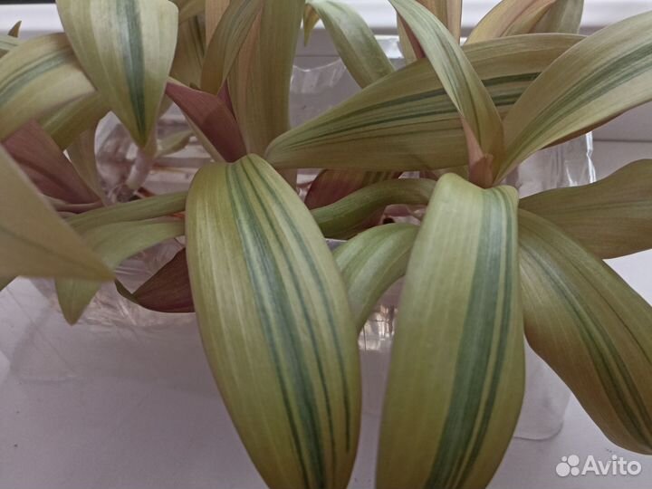 Комнатные цветы