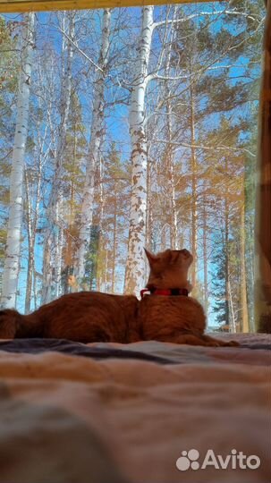 Свидание на природе/пикник на природе