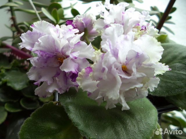 Фиалки сортовые N2