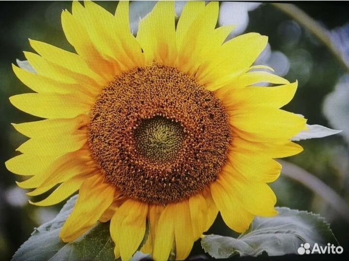 Семечки подсолнечника