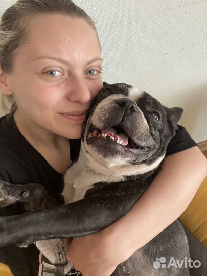 Передержка собак