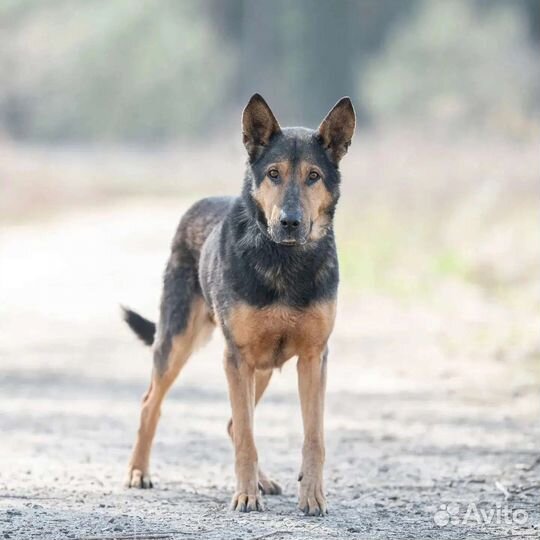 Овчарка в добрые руки