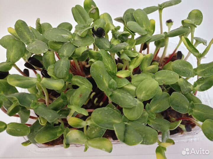 Микрозелень подсолнуха