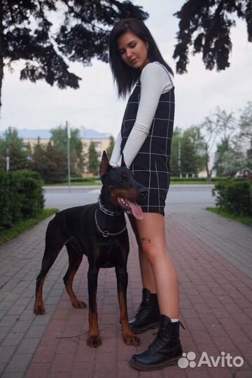 Фотосессия с доберманом