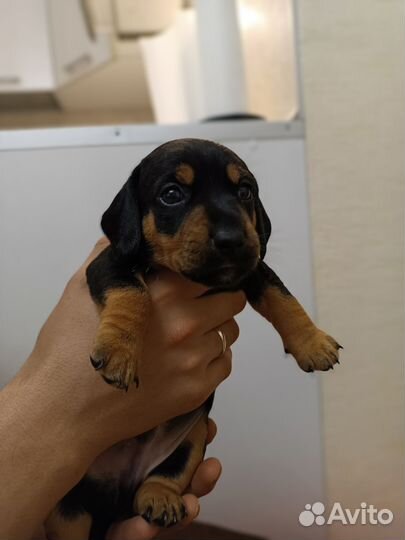 Щенок таксы