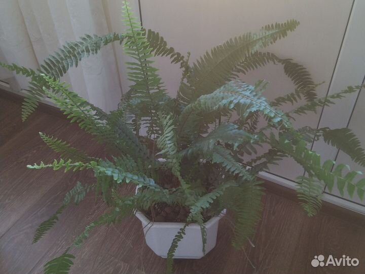 Диффенбахия. Декабрист. Папоротник