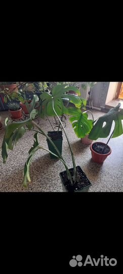 Многолетние растения