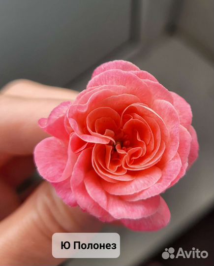 Пеларгония герань Ю Полонез