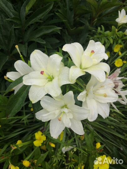 Флоксы, Лилии, Аквилегия