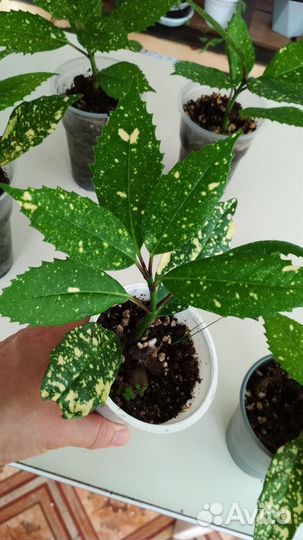 Аукуба японская