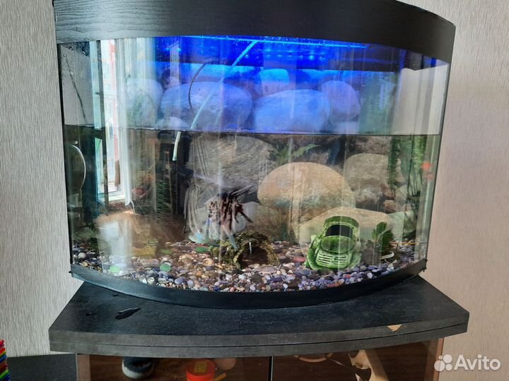 Аквариум с рыбами