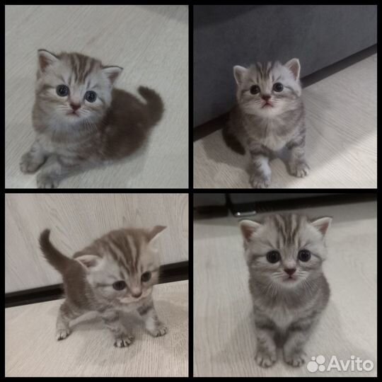 Шотландские котята