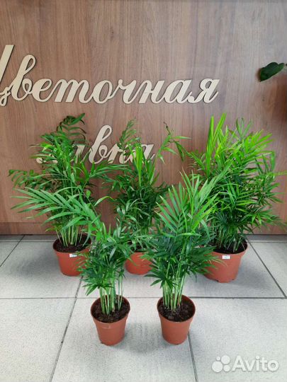 Хамедорея Elegans