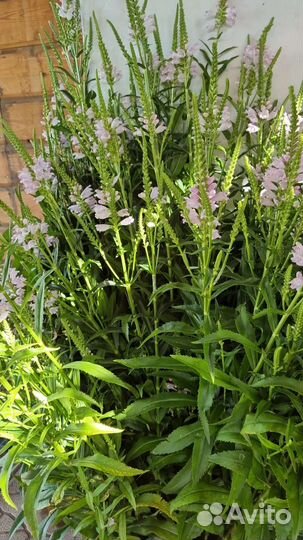 Физостегия