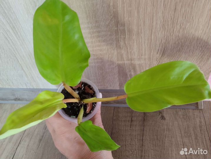 Филодендроны