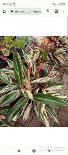 Строманта триколор