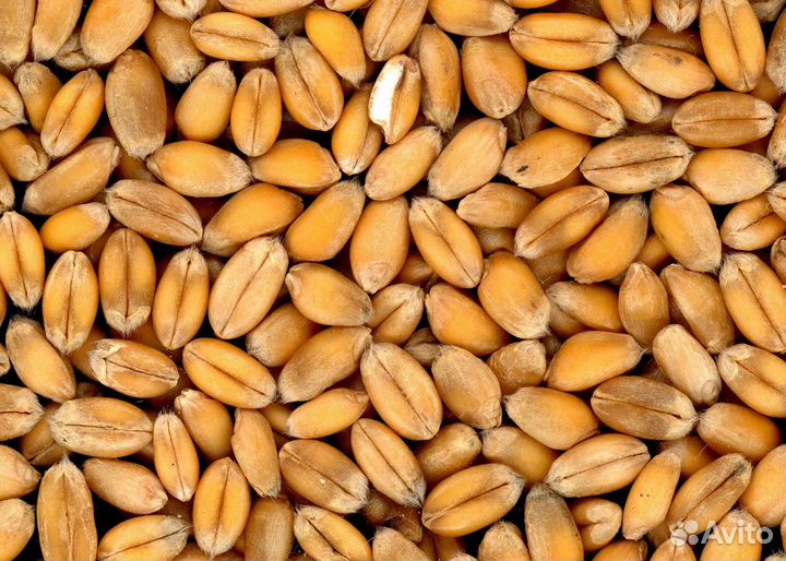 Комбикорма и зерно