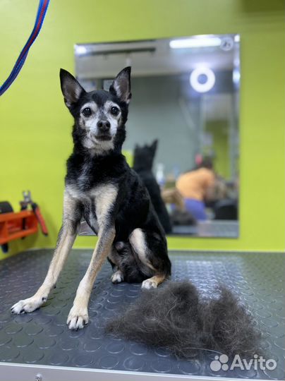 Груминг для животных