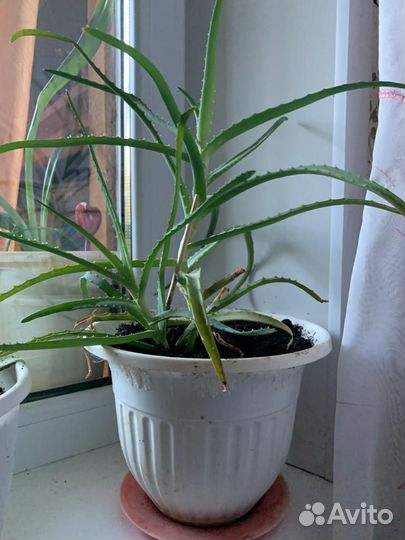 Спатифиллум,Алоэ