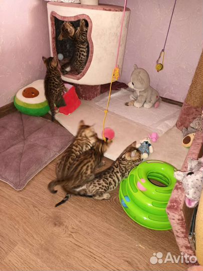 Бенгальские котята