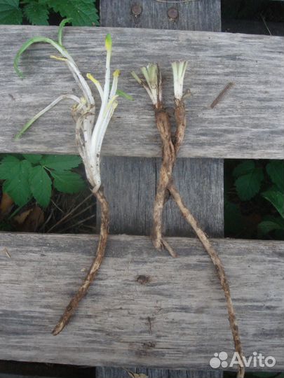 Маки восточные