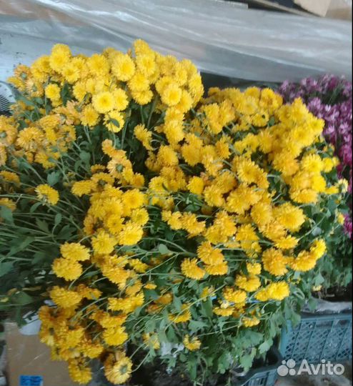 Хризантема