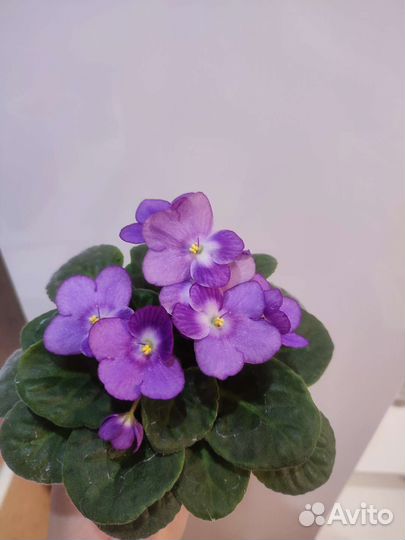 Продам фиалку