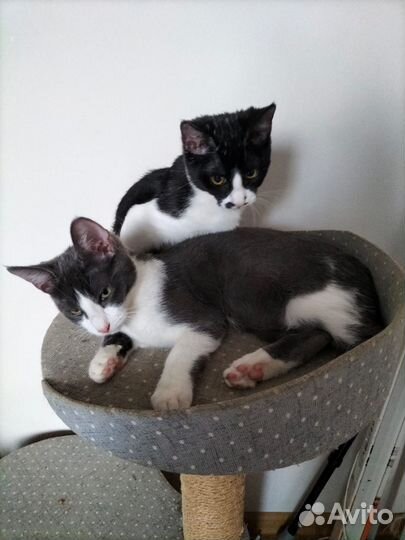 Коты в добрые руки